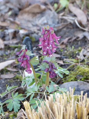 2018-04-06 Corydalis solida 4.jpg