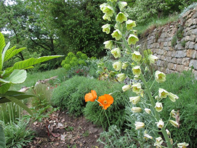 Fritillaria persica 20150503_03.JPG