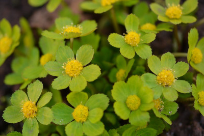 Hacquieta epipactis.jpg
