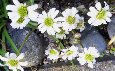 Callianthemum anemonoides  ...  7.4.18 054.jpg