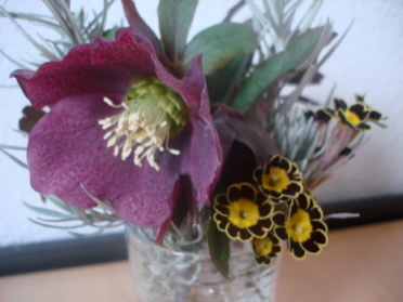Helleborus_und_Primel.jpg