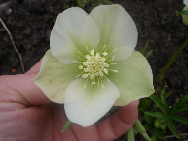 Helleborus_neu1.jpg