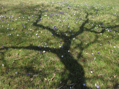 IMG_2237_Krokusbaum_7April2018_.jpg