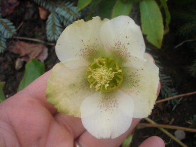 Helleborus_ebay.jpg