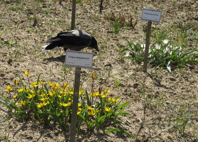 IMG_2245_Bot_Garten_Berlin_7April2018_.jpg