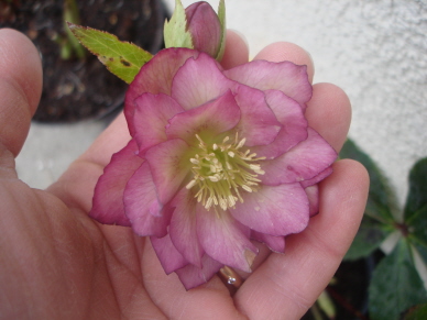 Helleborus_neu3.jpg