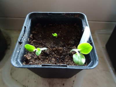 Phlomis fruticosa Germination April 2018.JPG