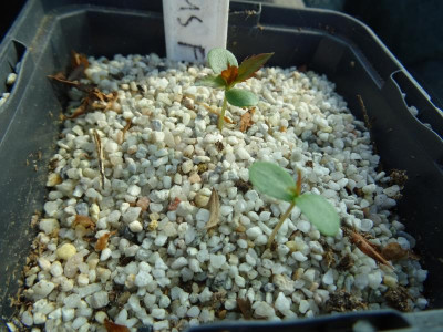 Malus floribunda Germination April 2018.JPG