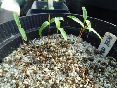 Acer mandshuricum Germination April 2018.JPG