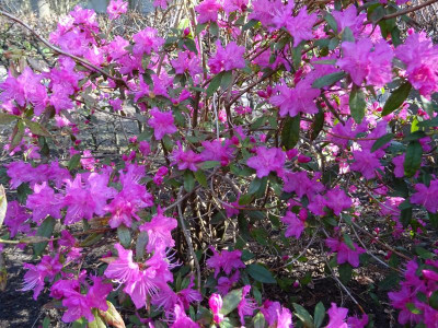 Rhododendron Ostara April 2018.JPG