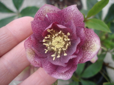 Helleborus_neu2.jpg