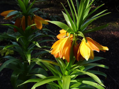 Fritillaria Vivaldi April 2018.JPG