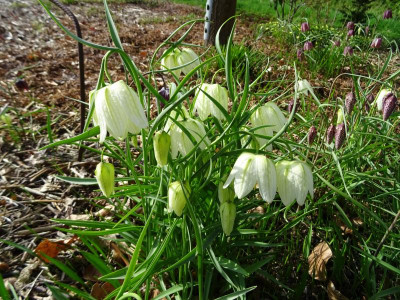 Fritillaria meleagris weiß April 2018.JPG