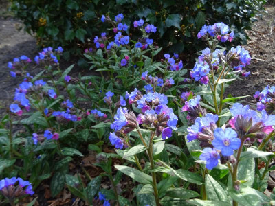 Pulmonaria Lewis Palmer April 2018.JPG
