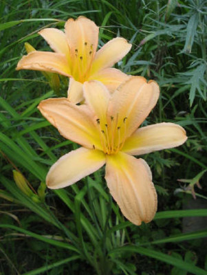 Hosta_ohne_Namen_1_2_1.jpg