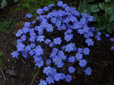 Hepatica Korea Chen Yi 08.04.2018.jpg