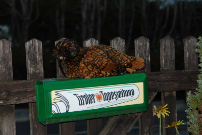 Zwerhuhn.jpg