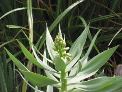 Fritillara_persica_Maerz_07.jpg