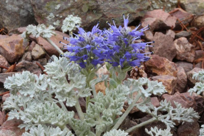 Synthyris pinatufida var. langunosa 1.jpg