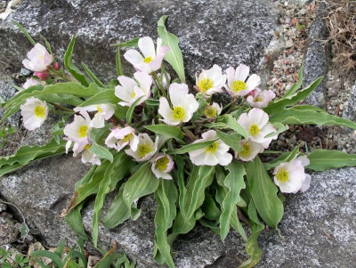 Ranunculus calandrinoides 08.04.18.JPG