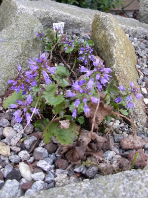 Synthyris missurica ssp. stellata 08.04.18.JPG