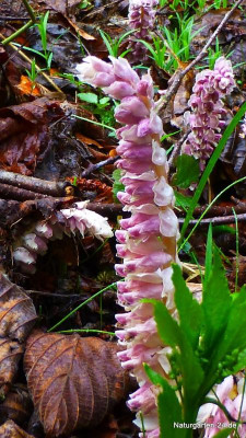 Lathraea squamaria-Schuppenwurz (2).jpg