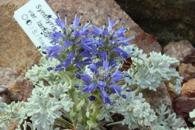 Synthyris pinatufida var. langunosa 08.04.18.jpg