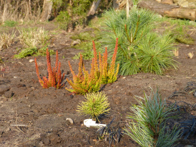 2018-04-08 Calluna vulgaris 'Zoe'.jpg