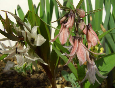 Fritillaria_stenanthera_07.jpg