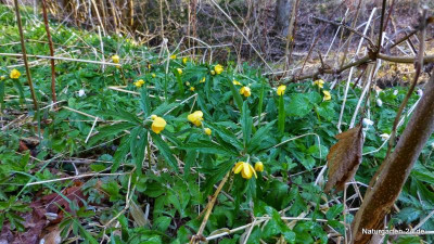 Anemone ranunculoides-Das Gelbe Windr+Âschen (2).jpg