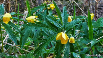 Anemone ranunculoides-Das Gelbe Windr+Âschen.jpg