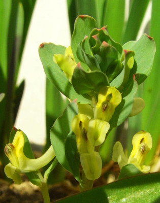 Corydalis_maracandica_07_.jpg