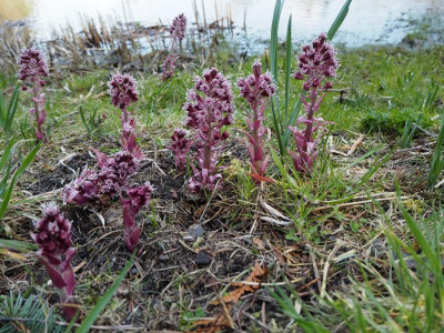Petasites 8.4.18 ue.JPG