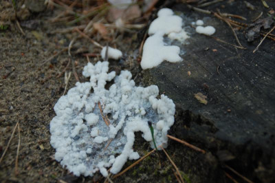 DSC_9873.JPG