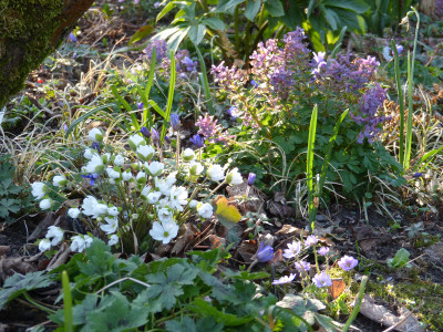 2018-04-08 Hepatica 'Typ Sanssouci' 1.jpg