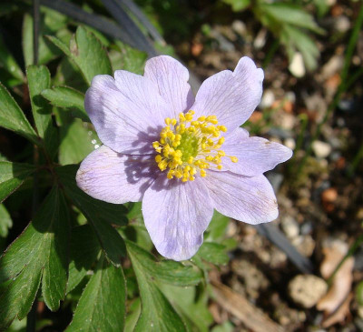 Anemone nemorosa blau18.jpg