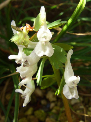 Corydalis_solida_07.jpg