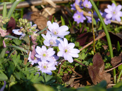 2018-04-08 Hepatica 1.jpg
