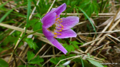 Anemone nemorosa-Das Buschwindr+Âschen (12).jpg