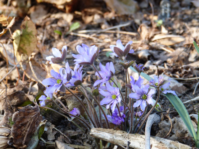 2018-04-08 Hepatica 2.jpg