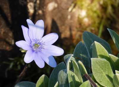 2018-04-08 Hepatica 3.jpg