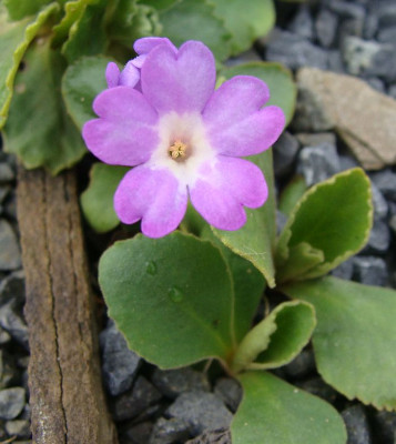 Primula hirsuta 18.jpg