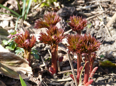 2018-04-08 Paeonia tenuifolia x mascula 1.jpg