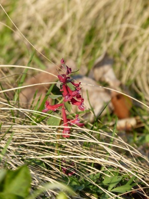2018-04-08 Gartenimpressionen 1.jpg