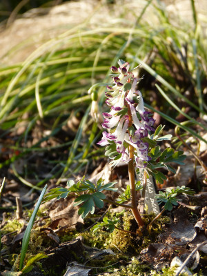 2018-04-08 Gartenimpressionen 2.jpg