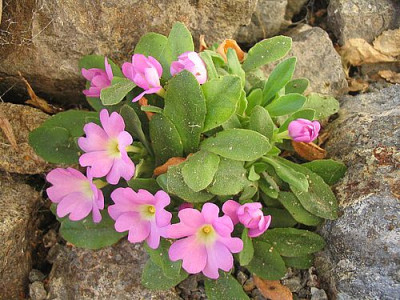 Primula_allionii_4_fars_2007.jpg