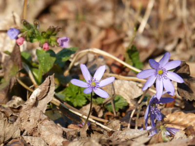 2018-04-08 Gartenimpressionen 4.jpg