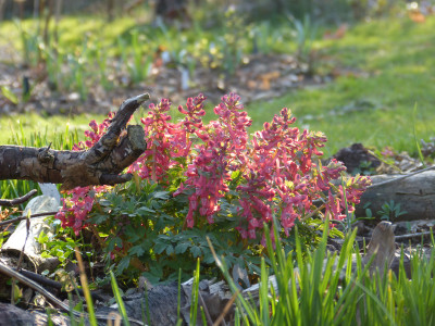 2018-04-08 Gartenimpressionen 6.jpg