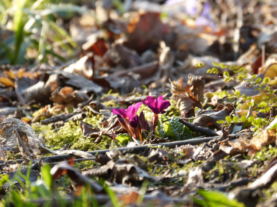 2018-04-08 Gartenimpressionen 7.jpg
