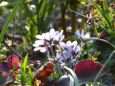 2018-04-08 Gartenimpressionen 8.jpg